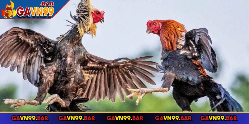 Đấu trường Thomo được tổ chức quy mô cực lớn
