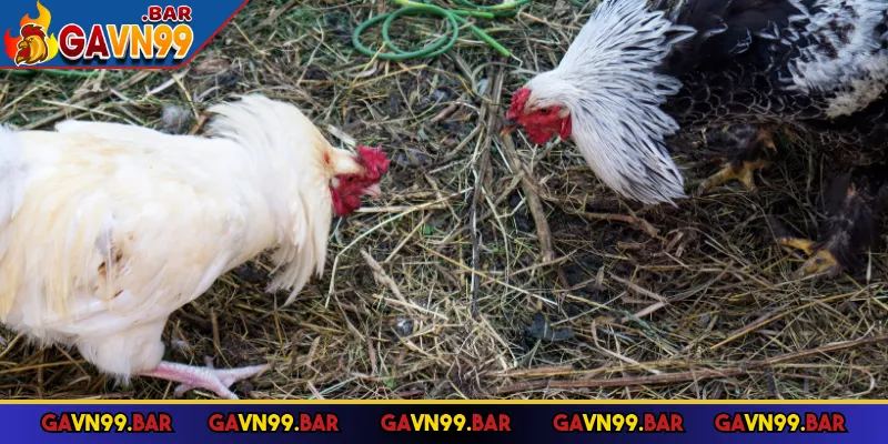 Đá gà nòi sử dụng đòn đá hiểm hóc và dai sức