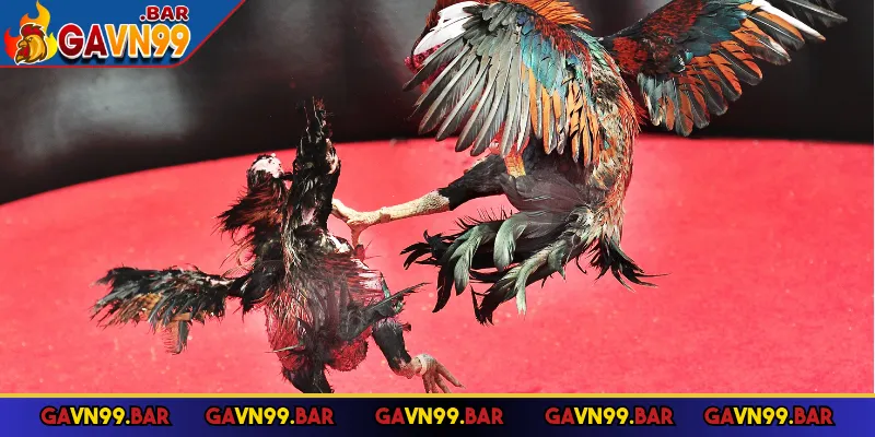 Đá gà GAVN99 thiết kế theo xu hướng hiện đại, thân thiện