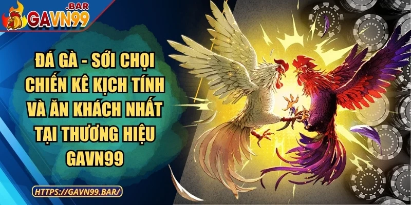 Đá gà - Sới chọi chiến kê kịch tính và ăn khách nhất tại thương hiệu GAVN99